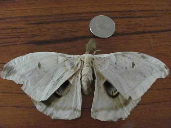 Antheraea polyphemus (white) (Internet Image property of respective owner, non-commercial use only)